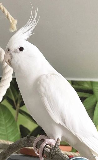 КУПЛЮ ПОПУГАЯ КОРЕЛЛУ БЕЛУЮ БЕЗЩЁКУЮ.