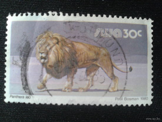 Юго-западная Африка, 1980. Лев