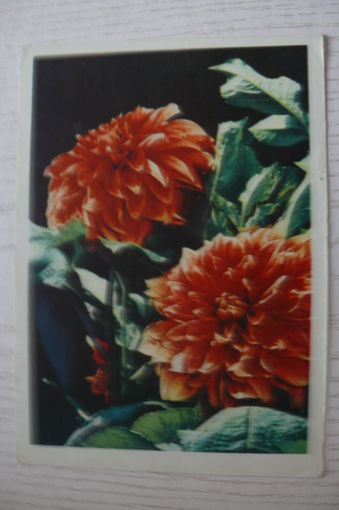 Ананьина Т.(фото), Георгины, 1965, чистая (изд. Минск).