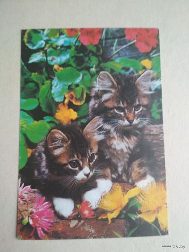 Карманный календарик.Кошки.1995 год