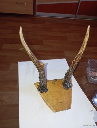 Вешалка из рогов касули .