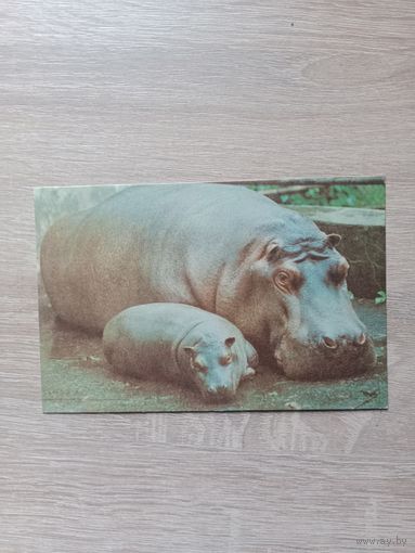 Открытка 1980