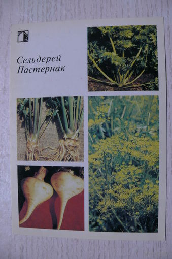 1986; Сельдерей. Пастернак (10*15 см).