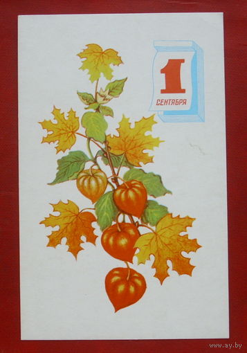 1 сентября! Чистая. 1971 года. Соколова. 1433.