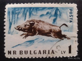 Болгария 1958 кабан