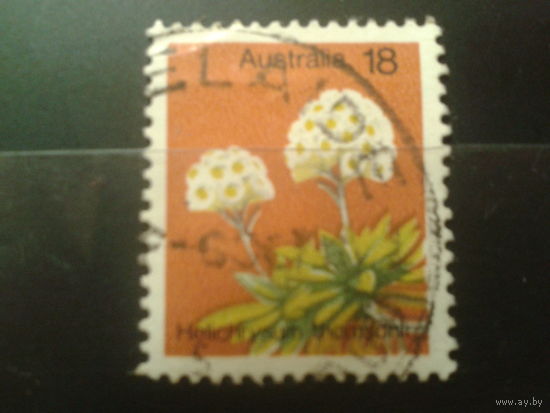 Австралия 1975 Стандарт, растение
