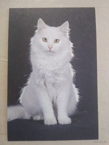 Карманный календарик. Кошки . 1996 год