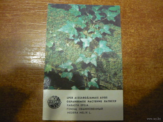 Охраняемое растение ЛатвССР.1981г