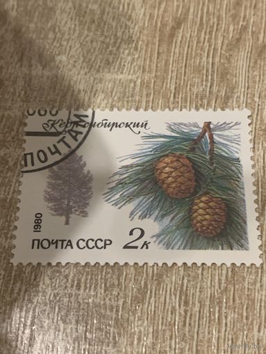 СССР 1980. Кедр Сибирский. Марка из серии