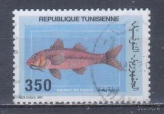 [1337] Тунис 1991. Фауна.Рыбы. Гашеная марка. 2