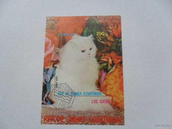 Экваториальная Гвинея, кот