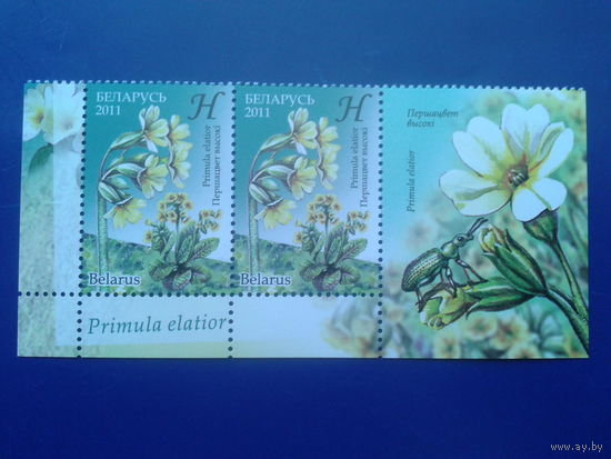 2011 Примула**, нижняя сцепка с купоном