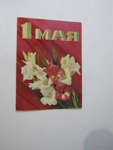 1 мая гладиолусы двойная