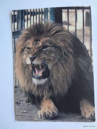 Календарик 07.1992-06.1993 г. Лев.