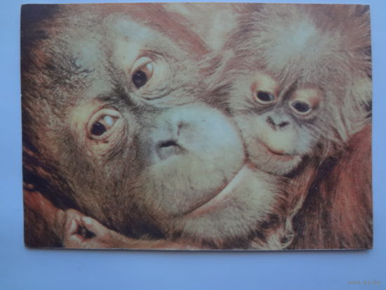 Календарик 1997 г. Обезьяны.