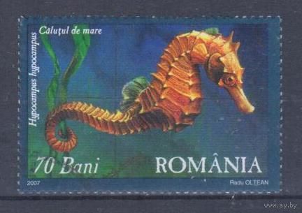 [1559] Румыния 2007. Фауна.Рыба.Морской конек. Гашеная марка.