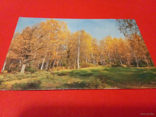 Календарик 1981г.