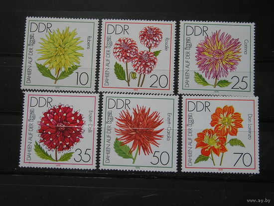 ГДР 1979, Астры