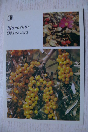 1986; Шиповник. Облепиха (10*15 см).