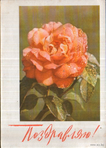 Чистая открытка 1968г. "Поздравляю! Роза" фото Н. Матанов, худ. О. Айзман
