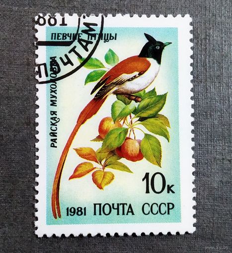 Марка СССР 1981 год Птицы