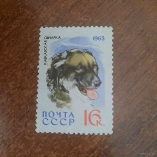 СССР 1965. Кавказская овчарка. Марка из серии