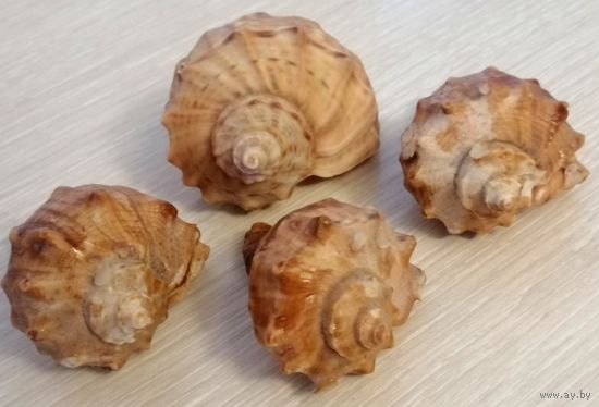 Ракушки морские. Крым. Цена за 1шт.