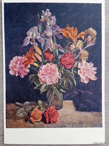 1955. Машков. Пионы, ирисы, лилии