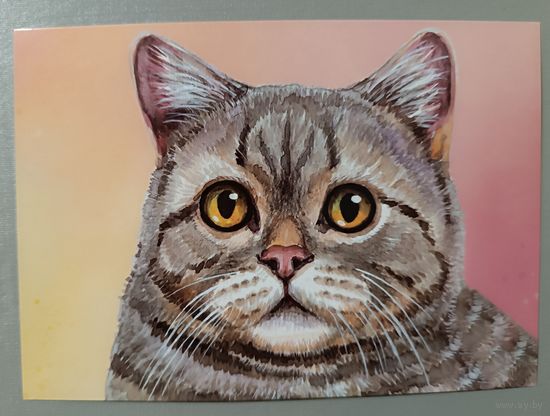 Кот. Из серии "Домашние питомцы" Открытка, глянец