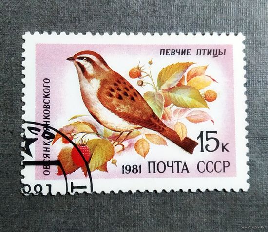 Марка СССР 1981 год Птицы