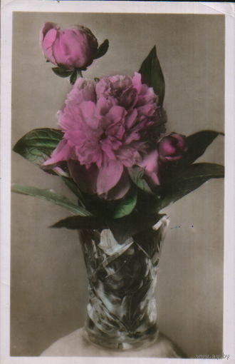 Подписанная открытка 1958г. "Пионы" фото А. Силаев