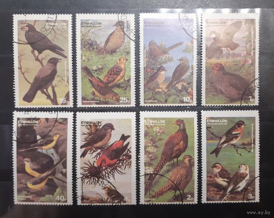 Эйнхаллоу (Шотландия). Фауна. Птицы (337)