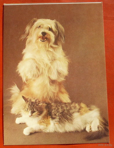 Друзья. Чистая. 1990 года. Фото Ткаченко. 269.