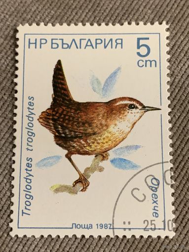 Болгария 1987. Птицы. Troglodytes. Марка из серии