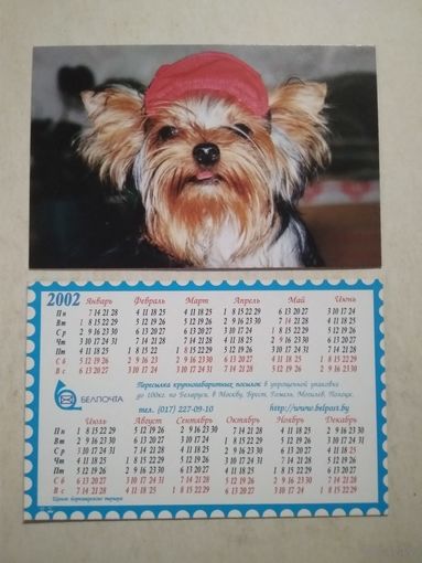 Карманный календарик . Щенок йоркширского терьера. Белпочта. 2002 год