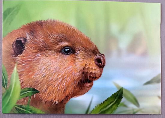 Бобренок. Из серии "Детская филателия". Открытка