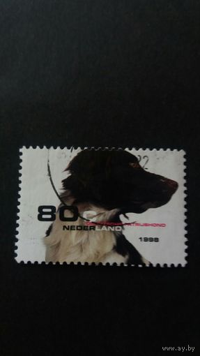 Нидерланды   1998 собака