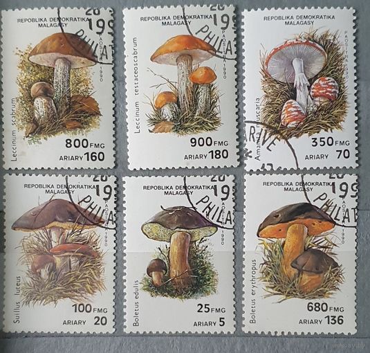 Мадагаскар грибы 6шт