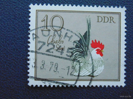 Германия. Птицы.