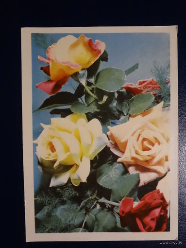 Розы.  1969 г.  Минск.  подписанная.