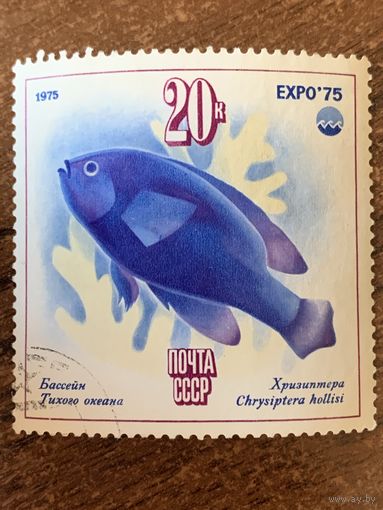 СССР 1975. Бассейн Тихого океана. Хризиптера. Марка из серии