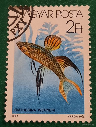 Венгрия 1987. Фауна. Рыбы. Iriatherina Werneri. Марка из серии