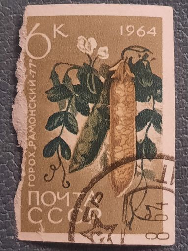 СССР 1964. Горох Рамонский. Марка из серии