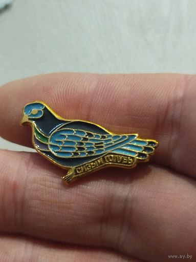 Сизый голубь