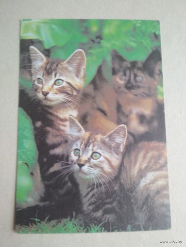 Карманный календарик.Кошки.1995 год