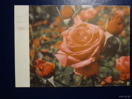 Роза.  1969 г.  подписанная.