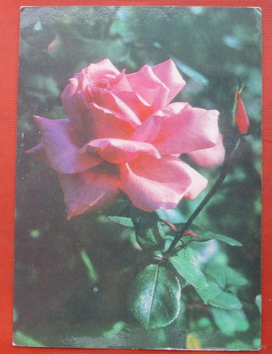 Роза. Чистая. 1979 года. Минтис. 1521.