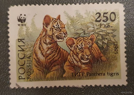 Россия тигр
