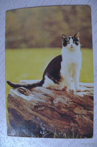 Кошка; чистая.