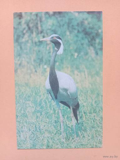 Открытка 1984